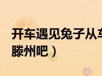 开车遇见兔子从车前跑过有什么说法滕州吧（滕州吧）