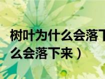 树叶为什么会落下来最简单的说法（树叶为什么会落下来）