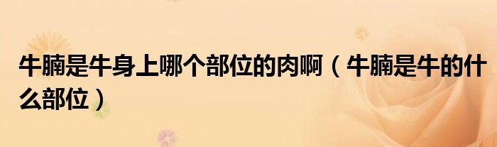 牛腩是牛身上哪个部位的肉啊（牛腩是牛的什么部位）