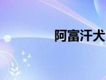 阿富汗犬图片（阿富汗犬）