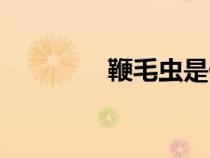 鞭毛虫是什么虫（鞭毛虫）