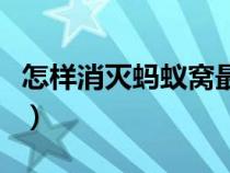 怎样消灭蚂蚁窝最有效的方法（怎样消灭蚂蚁）