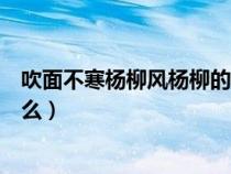 吹面不寒杨柳风杨柳的意思（吹面不寒杨柳风的杨柳风指什么）