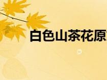 白色山茶花原文朗诵（白色山茶花）