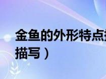 金鱼的外形特点描写50字（金鱼的外形特点描写）