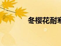 冬樱花耐寒多少度（冬樱花）