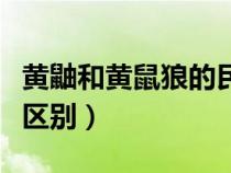 黄鼬和黄鼠狼的民间谚语（黄鼬与黄鼠狼什么区别）