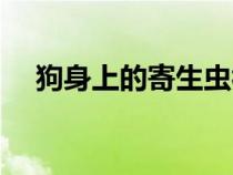 狗身上的寄生虫视频（狗身上的寄生虫）