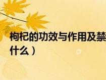 枸杞的功效与作用及禁忌人群（枸杞的功效与作用及禁忌是什么）