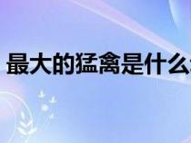 最大的猛禽是什么动物（最大的猛禽是什么）