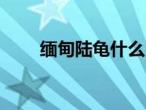 缅甸陆龟什么时候下蛋（缅甸陆龟）