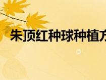 朱顶红种球种植方法和时间（朱顶红种子）