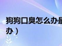 狗狗口臭怎么办最简单的方法（猫咪口臭怎么办）