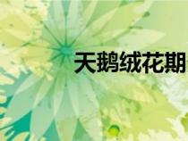 天鹅绒花期多少天（天鹅绒花）