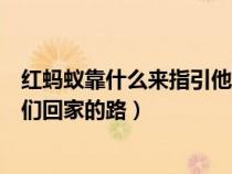 红蚂蚁靠什么来指引他们回家的路（红蚂蚁靠什么来指引它们回家的路）