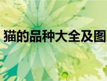 猫的品种大全及图片金渐层（猫的品种大全）