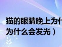 猫的眼睛晚上为什么会发光呢（猫的眼睛晚上为什么会发光）