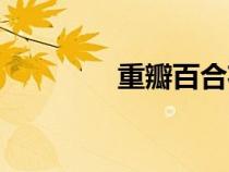 重瓣百合花语（百合花语）