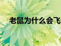 老鼠为什么会飞仙丹（老鼠为什么会飞）