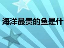 海洋最贵的鱼是什么鱼（最贵的鱼是什么鱼）