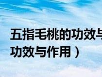 五指毛桃的功效与作用百度百科（五指毛桃的功效与作用）