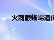 火刺眼蜥蜴遗传哪个好（火刺眼蜥蜴）