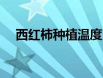 西红柿种植温度多少合适（西红柿种植）