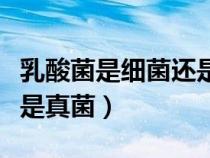 乳酸菌是细菌还是真菌生物（乳酸菌是细菌还是真菌）