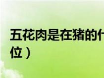 五花肉是在猪的什么部位（五花肉是猪哪个部位）