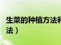 生菜的种植方法和时间全过程（生菜的种植方法）