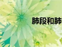 肺段和肺叶的区别（肺段）