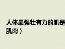 人体最强壮有力的肌是臀大肌还是股四头肌（人体最有力的肌肉）