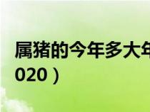 属猪的今年多大年龄2024（属猪的今年多大2020）