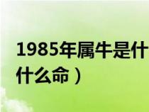 1985年属牛是什么命海中金（1985年属牛是什么命）