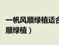 一帆风顺绿植适合放在家里哪个位置（一帆风顺绿植）