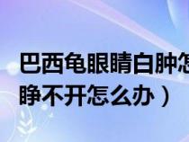 巴西龟眼睛白肿怎么治（巴西龟眼睛发白肿了睁不开怎么办）
