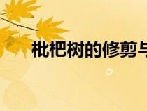 枇杷树的修剪与管理（枇杷树的修剪）