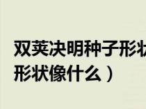双荚决明种子形状像什么一样（双荚决明种子形状像什么）