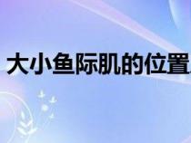 大小鱼际肌的位置及主要作用（大小鱼际肌）