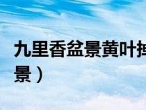 九里香盆景黄叶掉叶子是什么原因（九里香盆景）