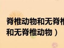 脊椎动物和无脊椎动物的主要特征（脊椎动物和无脊椎动物）