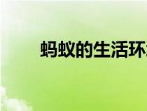 蚂蚁的生活环境（蚂蚁的生活习性）