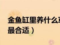 金鱼缸里养什么草好?（金鱼缸里养什么水草最合适）