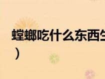 螳螂吃什么东西生存(自己喂养)（螳螂吃什么）