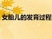 女胎儿的发育过程（胎儿发育过程图分辨女）