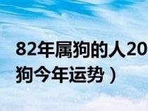 82年属狗的人2024年的运势及运程（82年属狗今年运势）