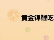 黄金锦鲤吃小鱼吗（黄金锦鲤）