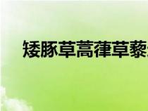 矮豚草蒿葎草藜过敏怎么避免（矮豚草）